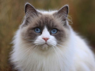 Картинка животные коты киска взгляд