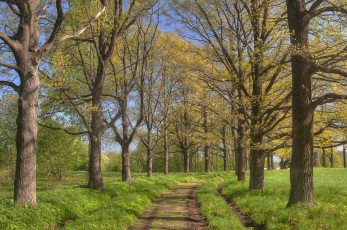 Картинка природа дороги деревья дорога парк