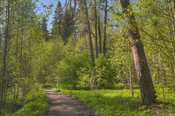 Картинка природа дороги деревья дорога парк