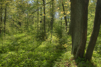 Картинка природа лес