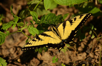 Картинка животные бабочки бабочка
