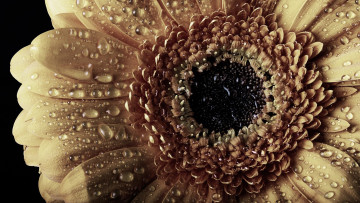 Картинка цветы герберы макро капли