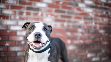 Картинка животные собаки собака взгляд друг