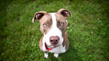 Картинка животные собаки собака взгляд фон