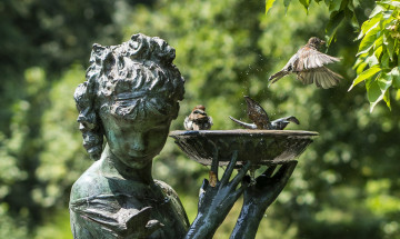 Картинка животные воробьи птицы фонтан