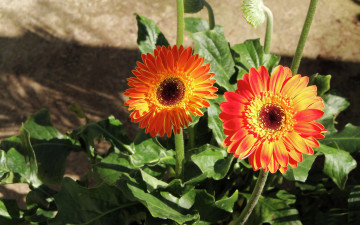 Картинка цветы герберы оранжевый