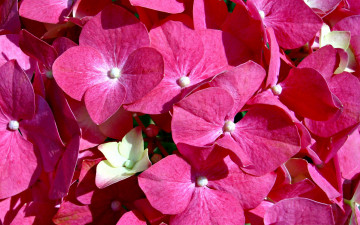 Картинка цветы гортензия розовый