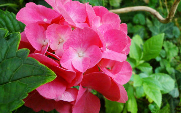 Картинка цветы гортензия розовый