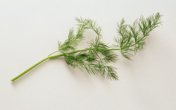 Картинка еда разное укроп