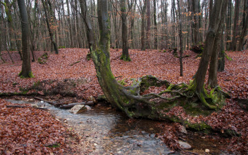 Картинка природа лес ручей осень