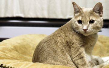 Картинка животные коты кошка взгляд фон