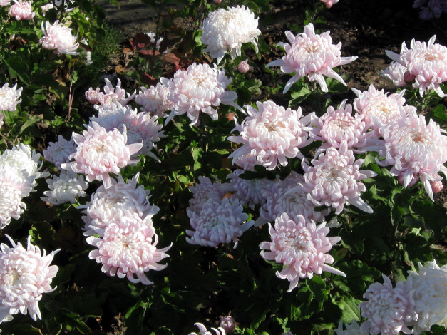 Обои картинки фото цветы, хризантемы