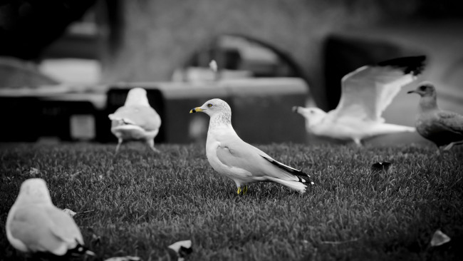 Обои картинки фото животные, Чайки, бакланы, крачки, чайки