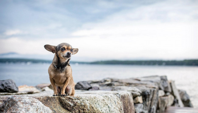 Обои картинки фото животные, собаки, пёсик