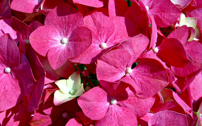 Обои картинки фото цветы, гортензия, розовый