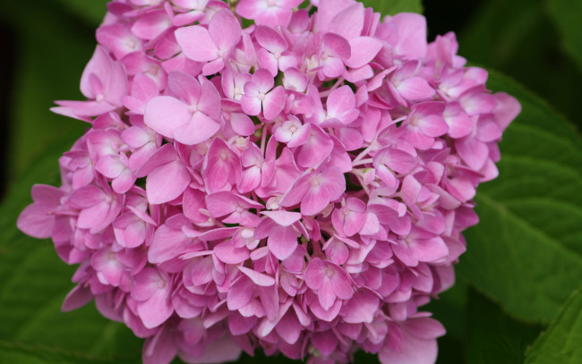 Обои картинки фото цветы, гортензия, розовый