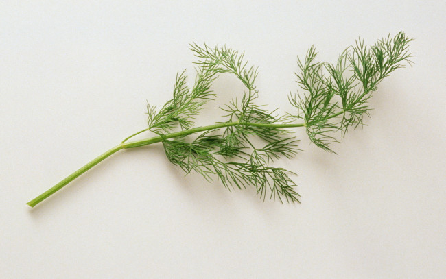 Обои картинки фото еда, разное, укроп