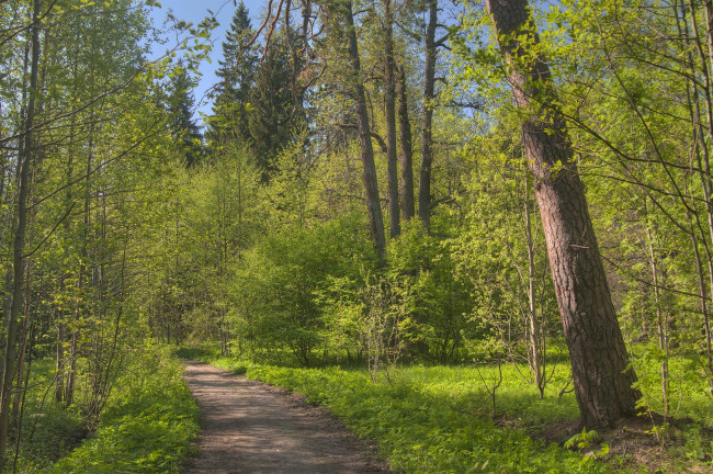 Обои картинки фото природа, дороги, деревья, дорога, парк