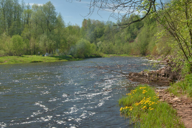 Обои картинки фото природа, реки, озера, река, лес