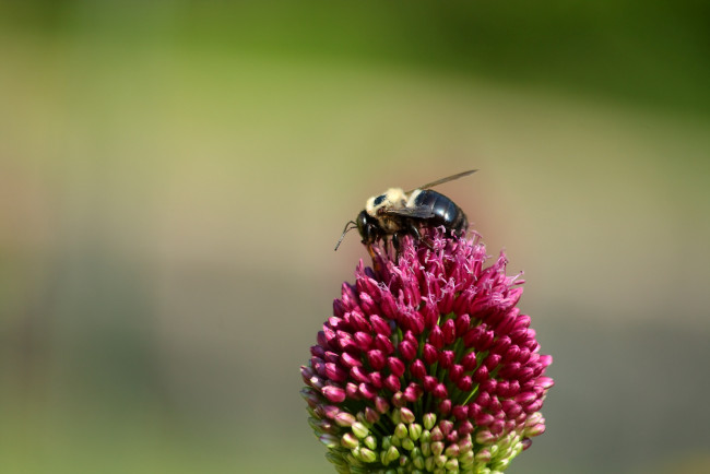 Обои картинки фото животные, пчелы, осы, шмели, цветок, пчела