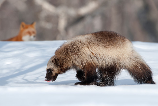 Обои картинки фото животные, росомахи, зима, снег