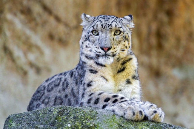 Обои картинки фото животные, снежный, барс, ирбис