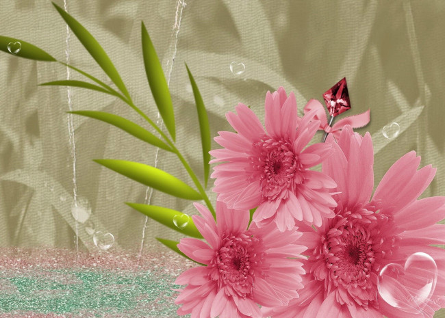 Обои картинки фото цветы, герберы, розовый