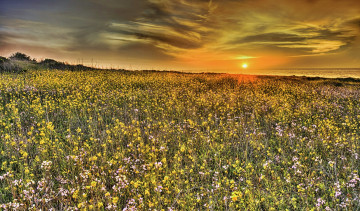 Картинка природа луга океан луг цветы горизонт тучи солнце