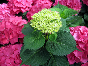 Картинка цветы гортензия розовый бутоны