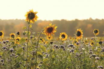 Картинка цветы разные+вместе подсолнухи поле