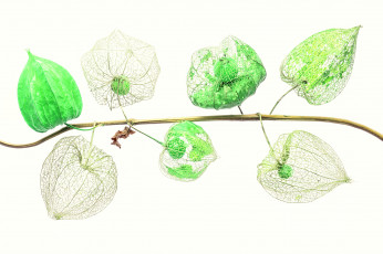 обоя природа, Ягоды, прожилки, физалис