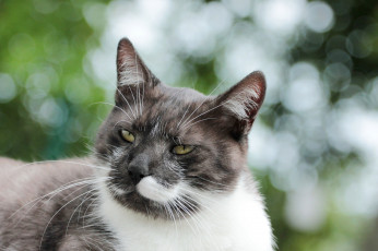 Картинка животные коты коте киса фон взгляд ушки кошка кот