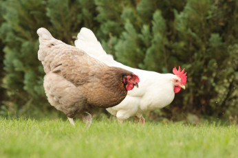 Картинка животные куры +петухи