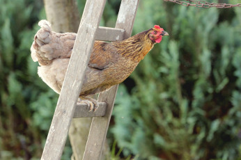 Картинка животные куры +петухи лестница курица