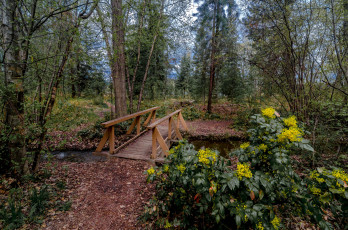 Картинка природа дороги мостик ручей лес