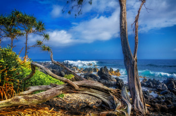 Картинка природа тропики река лес