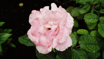 Картинка цветы розы капли роза зелень