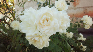 Картинка цветы розы обои зелень