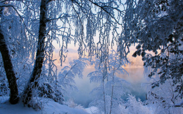 Картинка природа зима снег лес