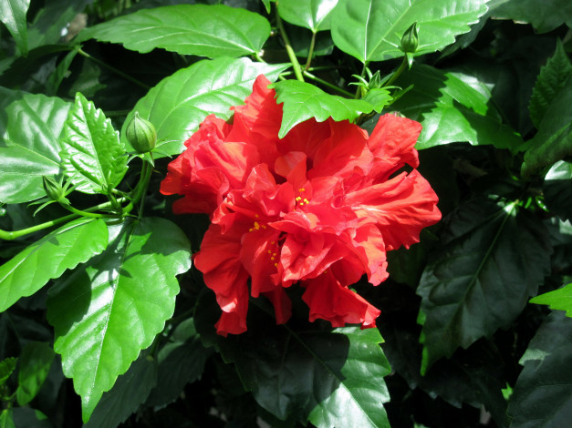 Обои картинки фото цветы, гибискусы, алый