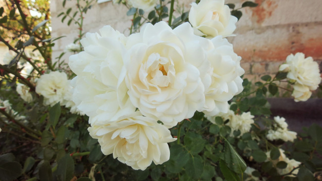 Обои картинки фото цветы, розы, обои, зелень