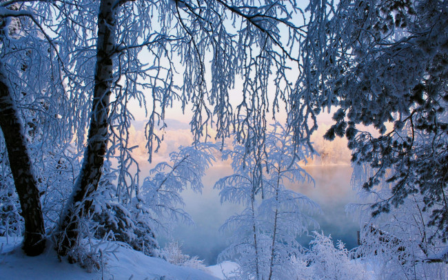 Обои картинки фото природа, зима, снег, лес