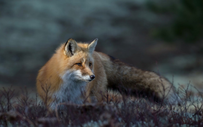 Обои картинки фото животные, лисы, лето, природа, лиса