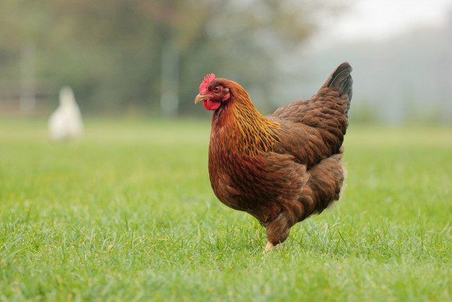 Обои картинки фото животные, куры,  петухи, курица
