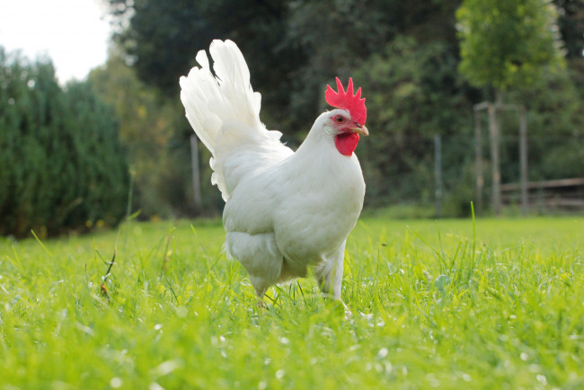 Обои картинки фото животные, куры,  петухи, петух