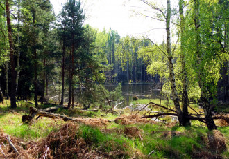 Картинка природа реки озера лес река