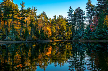 Картинка природа реки озера лес река