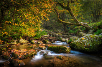 Картинка природа реки озера лес река