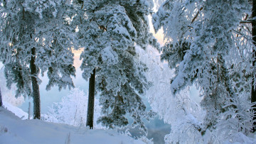 Картинка природа лес снег