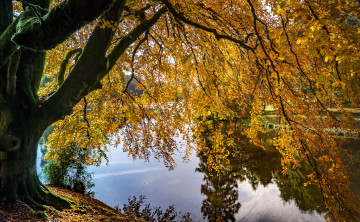 Картинка природа реки озера лес река